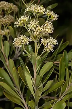 Nuxia glomerulata, inflorescence
