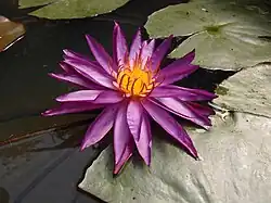 Nymphaea 'Detective Erika' in the jungle garden in France