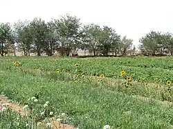 Growing vegetables in oasis Dal.