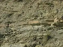 Middle Triassic Muschelkalk (shell-bearing limestone) near Dörzbach, Germany