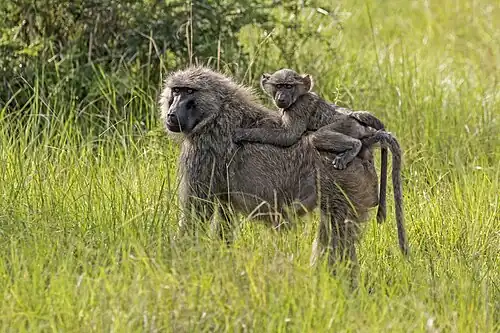 Mother ape carrying her child