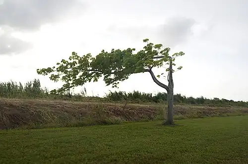 On the road (Calle La Esperanza) heading north towards Esperanza Beach