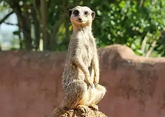 Meerkat (Suricata suricatta).