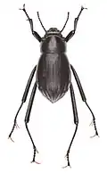 Onymacris unguicularis unguicularis