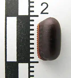 Ootheca of a blattodea