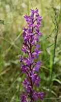 Orchis mascula subsp. mascula