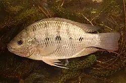 Oreochromis andersonii, a threatened species of south–central Africa