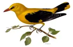 Eurasian golden oriole by Magnus von Wright