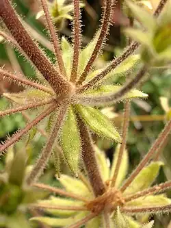 Peduncle and pedicels with glandular hairs