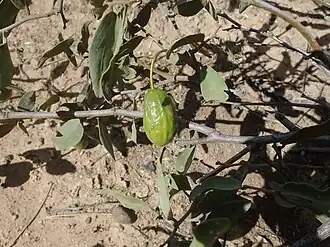 Fruit - typical elongated ovoid