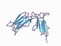 1b6u: CRYSTAL STRUCTURE OF THE HUMAN KILLER CELL INHIBITORY RECEPTOR (KIR2DL3) SPECIFIC FOR HLA-CW3 RELATED ALLELES