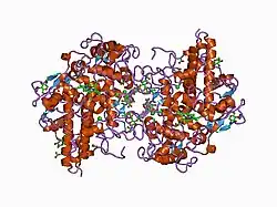 1d5l: CRYSTAL STRUCTURE OF CYANIDE-BOUND HUMAN MYELOPEROXIDASE ISOFORM C AT PH 5.5