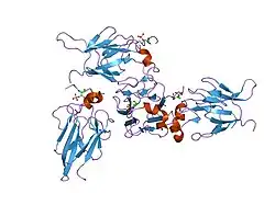 1gxc: FHA DOMAIN FROM HUMAN CHK2 KINASE IN COMPLEX WITH A SYNTHETIC PHOSPHOPEPTIDE