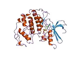 1hck: HUMAN CYCLIN-DEPENDENT KINASE 2