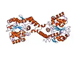1hy3: CRYSTAL STRUCTURE OF HUMAN ESTROGEN SULFOTRANSFERASE V269E MUTANT IN THE PRESENCE OF PAPS