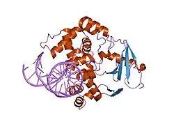 1lwy: hOgg1 Borohydride-Trapped Intermediate without 8-oxoguanine