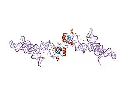 1m5k: Crystal structure of a hairpin ribozyme in the catalytically-active conformation