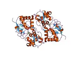 1s9t: Crystal structure of the GLUR6 ligand binding core in complex with quisqualate at 1.8A resolution