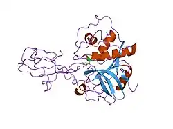 1stf: THE REFINED 2.4 ANGSTROMS X-RAY CRYSTAL STRUCTURE OF RECOMBINANT HUMAN STEFIN B IN COMPLEX WITH THE CYSTEINE PROTEINASE PAPAIN: A NOVEL TYPE OF PROTEINASE INHIBITOR INTERACTION