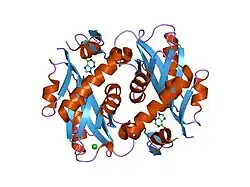 1zn8: Human Adenine Phosphoribosyltransferase Complexed with AMP, in Space Group P1 at 1.76 A Resolution