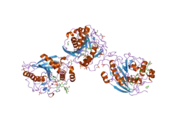 2aec: Crystal Structure of Human M340H-Beta1,4-Galactosyltransferase-I (M340H-B4GAL-T1) in Complex with GlcNAc-beta1,2-Man-alpha1,6-Man-beta-OR