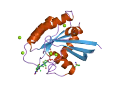 2cl0: CRYSTAL STRUCTURE ANALYSIS OF A FLUORESCENT FORM OF H-RAS P21 IN COMPLEX WITH GPPNHP