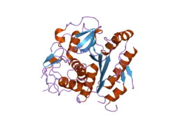 2cy7: The crystal structure of human Atg4B