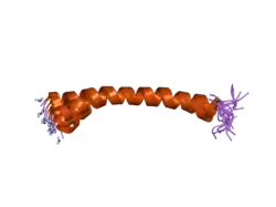 2d2p: The solution structure of micelle-bound peptide