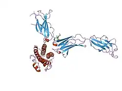 2d9q: Crystal Structure of the Human GCSF-Receptor Signaling Complex