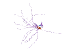 2ffw: Solution structure of the RBCC/TRIM B-box1 domain of human MID1: B-box with a RING