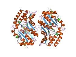 2g07: X-ray structure of mouse pyrimidine 5'-nucleotidase type 1, phospho-enzyme intermediate analog with Beryllium fluoride