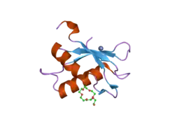 2hzc: Crystal structure of the N-terminal RRM of the U2AF large subunit