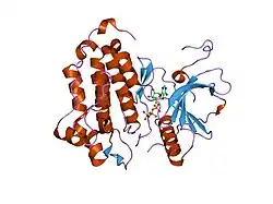 2itx: CRYSTAL STRUCTURE OF EGFR KINASE DOMAIN IN COMPLEX WITH AMP-PNP