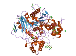 2j4c: STRUCTURE OF HUMAN BUTYRYLCHOLINESTERASE IN COMPLEX WITH 10MM HGCL2
