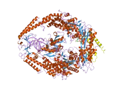 2o8e: human MutSalpha (MSH2/MSH6) bound to a G T mispair, with ADP bound to MSH2 only