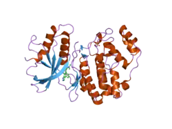 2ojg: Crystal structure of ERK2 in complex with N,N-dimethyl-4-(4-phenyl-1H-pyrazol-3-yl)-1H-pyrrole-2-carboxamide