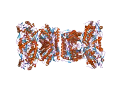 2ono: Arg475Gln Mutant of Mitochondrial Aldehyde Dehydrogenase, apo form, pseudo-merohedrally twinned