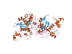 2oo4: Structure of LNR-HD (Negative Regulatory Region) from human Notch 2