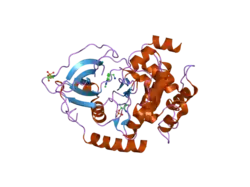 2uw4: STRUCTURE OF PKA-PKB CHIMERA COMPLEXED WITH 2-(4-(5-METHYL-1H-PYRAZOL-4-YL)-PHENYL)-ETHYLAMINE