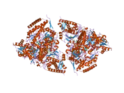 3exh: Crystal structure of the pyruvate dehydrogenase (E1p) component of human pyruvate dehydrogenase complex