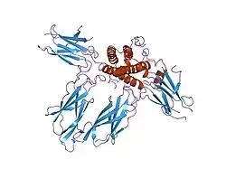 3hhr: HUMAN GROWTH HORMONE AND EXTRACELLULAR DOMAIN OF ITS RECEPTOR: CRYSTAL STRUCTURE OF THE COMPLEX