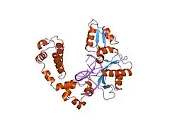 8ici: DNA POLYMERASE BETA (POL B) (E.C.2.7.7.7) COMPLEXED WITH SEVEN BASE PAIRS OF DNA; SOAKED IN THE PRESENCE OF DGTP (1 MILLIMOLAR) AND MGCL2 (5 MILLIMOLAR)