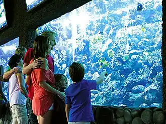 Tourists watching fish in the aquarium