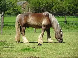 horse grazing in a field