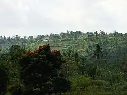 Pacung mountain resort