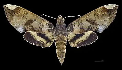 Pachylia ficus female Dorsal side MHNT