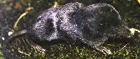 Black shrew