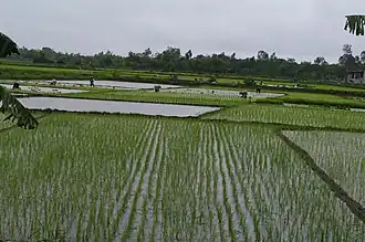 The paddy field of Ân Thi.