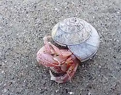 A hermit crab on its side