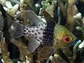 Pajama Cardinalfish at Lembeh, Indonesia, 2018